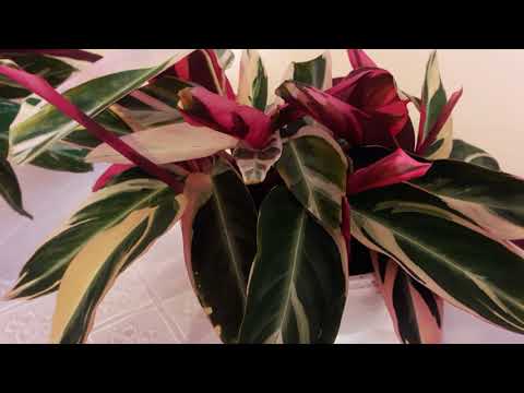 Видео: Строманта