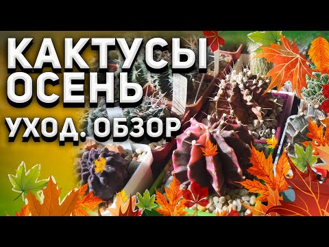 Видео: Кактусы. Осень. Уход за кактусами Осенью. Обзор.