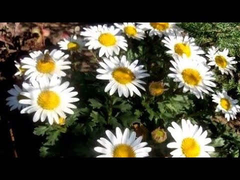 Видео: Багаторічники,які гарні весь сезон і тепер#декоративнийсад