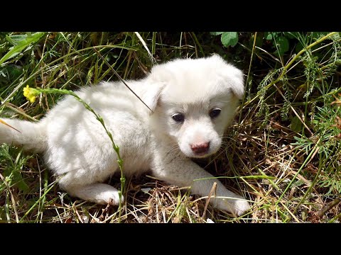 Видео: Брошенный ЩЕНОК ПРЯТАЛАСЬ В КУСТАХ И ЖДАЛ, КОГДА КТО-НИБУДЬ ЕЕ СПАСЕТ.