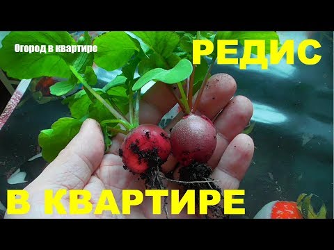 Видео: РЕДИС В КВАРТИРЕ ЗИМОЙ!!!ЭТО РЕАЛЬНО!!!