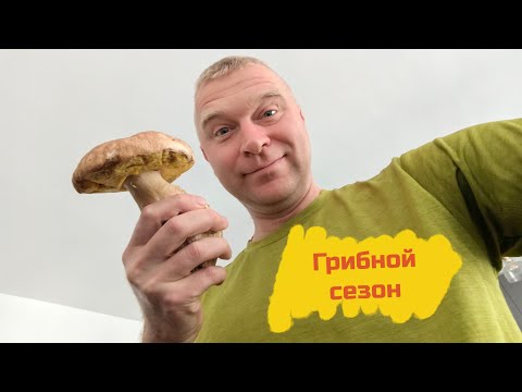 Видео: Начался грибной сезон. Зашёл в гости за грибами. 😜 #грибы #румыния #клуж