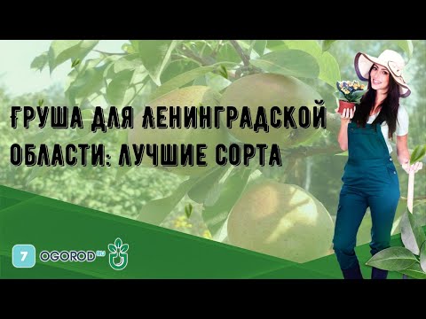 Видео: Груша для Ленинградской области: лучшие сорта