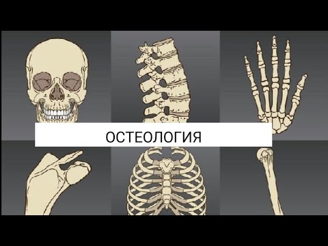 Видео: Сүйектердің жіктелуі/ ОСТЕОЛОГИЯ/ТІРЕК-ҚИМЫЛ ЖҮЙЕСІ