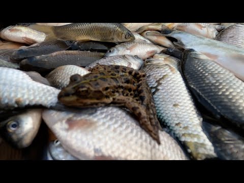 Видео: 2021_10_18 - Зарыбление озера ДСК толстолобиком