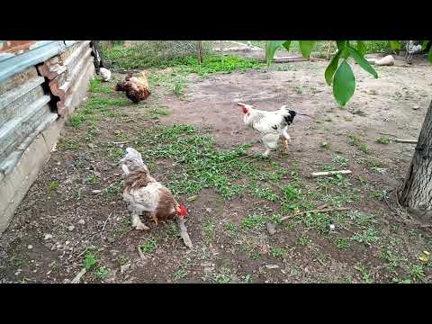 Видео: ТАУЫККА ТАЛАС  БРАМА&ФАВЕРОЛЬ 🐓🐓