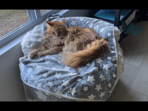 Видео: Диван для кота. Как строят в Америке. Покупки-распаковки. Мои растения.