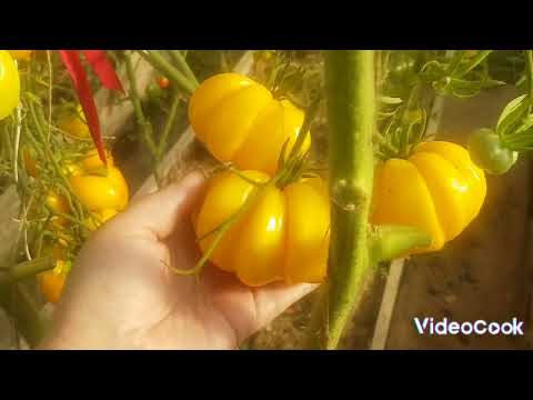 Видео: Собираю урожай томатов/ итоги сезона 2024🍅🍅🍅