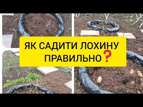 Видео: Саджаємо ЛОХИНУ правильно! | сорт "Патріот" , "Спартан", "Блюкроп" |