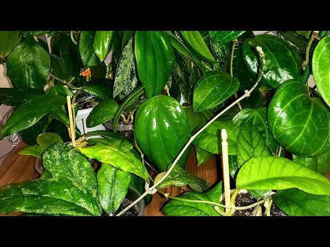Видео: Крупнолистные хойи в моей коллекции. Sarawak Cream, Bahoi, Forbesii, Pubicalyx splash и другие.