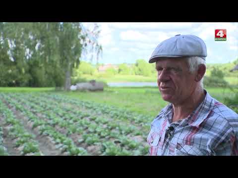 Видео: Обыкновенная деревня в Беларуси - Милославичи, Климовичский район  [БЕЛАРУСЬ 4| Могилев]