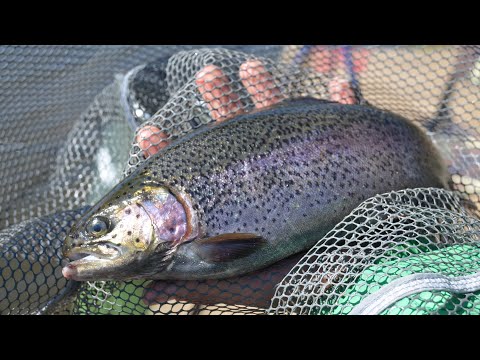 Видео: Рыбалка на форель. Платный водоем Фишка - Петряиха