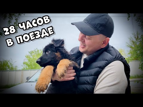 Видео: Я КУПИЛ СЕБЕ СОБАКУ