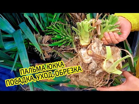Видео: Пальма юкка садовая. Посадка, уход и размножение. Как делать обрезку при пересадки растения Юкка.