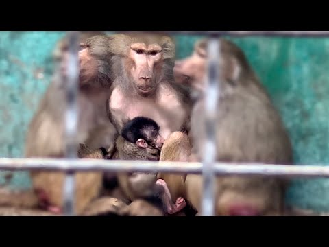 Видео: Я опять пришла в гости к семье гамадрил! Мама-гамадрил без внимания вожака ВПАДАЕТ В ДЕПРЕССИЮ!