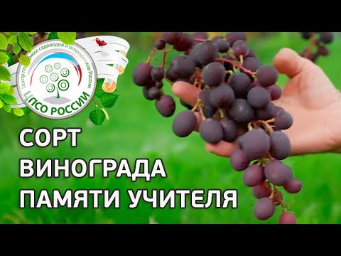 Видео: Сорт винограда Памяти учителя. 🍇 Описание сорта винограда Памяти учителя.