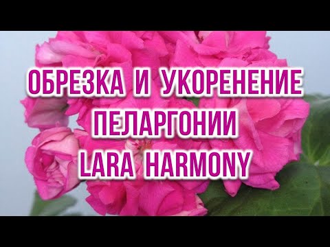 Видео: Обрезка и укоренение пеларгонии Lara Harmony. Выпуск от 07.09.22