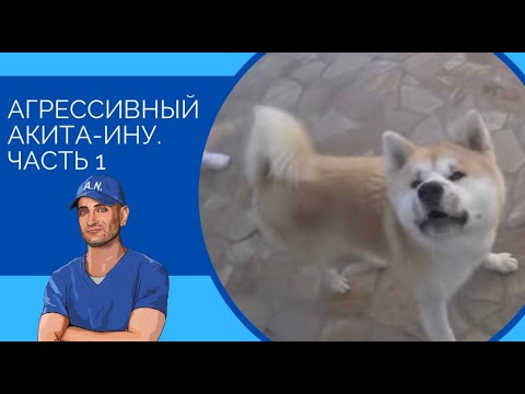 Видео: Агрессивный Акита-ину (часть 1)