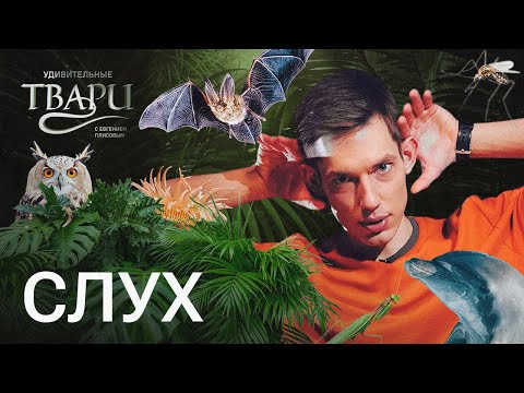 Видео: Пузырь вместо уха, звук через усы и уши между ног: как воспринимают звук удивительные твари