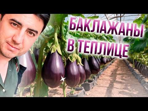 Видео: КАК ВЫРАЩИВАЮТ БАКЛАЖАНЫ В ТЕПЛИЦАХ В ТУРЦИИ? Сельское Хозяйство в Турции.