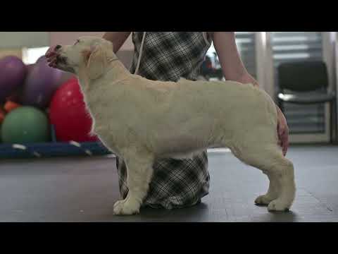 Видео: Руби  начала  заниматься в зале  #золотистыйретривер  #щенкизолотистогоретривера  #щенки