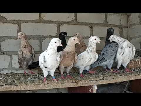 Видео: Коллекция мраморных носочубых и двухчубых бойных голубей! В гостях у Руслана часть №2 .
