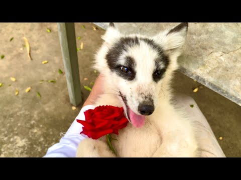 Видео: Эта супер миленькая лисичка 🦊 вернулась, но это меня очень огорчает. 🦊🥰😘❤❤❤