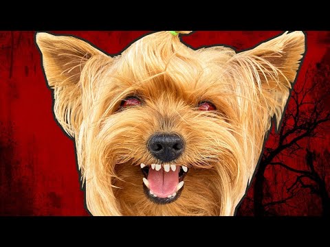 Видео: ЗЛОЙ ПЕС СТАЛ СУПЕР ЗЛЫМ!