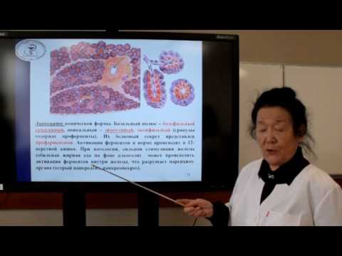 Видео: Лекция: «Гистофизиология поджелудочной железы».