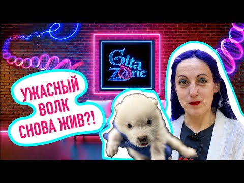 Видео: Ужасный волк снова жив?! Что на самом деле случилось в лабораториях Colossal Biosciences?
