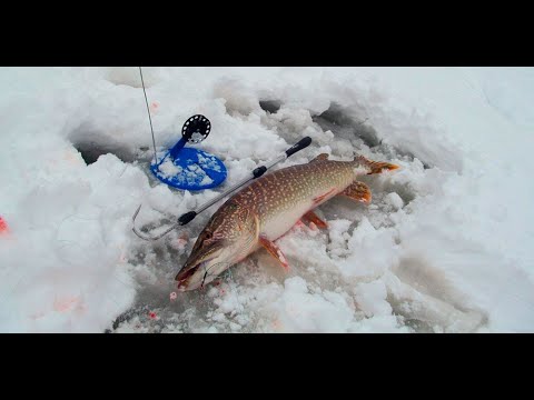 Видео: Срабатывают жерлицы не успеваю бегать/ Рыбалка в СЕКРЕТНОМ МЕСТЕ на ПРУДУ !!!