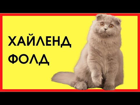 Видео: ХАЙЛЕНД ФОЛД