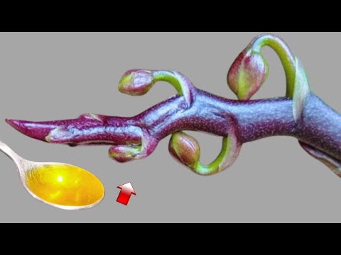 Видео: Всего 1 ложка! Орхидея внезапно отрастила 1001 корень и буйно расцвела