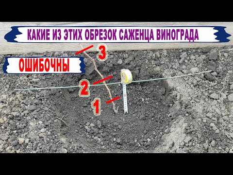 Видео: 🍇Популярная ОШИБКА.  Даже НЕ ДУМАЙ ТАК обрезать саженцы винограда ПОСЛЕ ПОСАДКИ на постоянное место