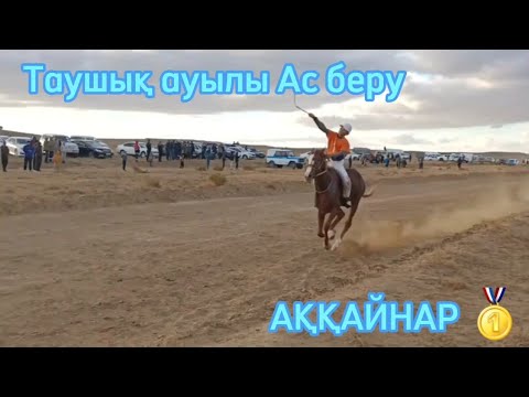 Видео: Бәйге Таушық ауылы Ас беру 10.11.2023 Ошақ бәйге 24 шақырым 🥇АҚҚАЙНАР