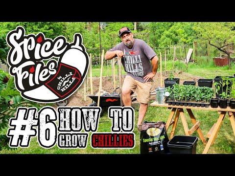Видео: Chilli Hills Spice Files - File #6 Люти чушки и всичко, за тяхното отглеждане!