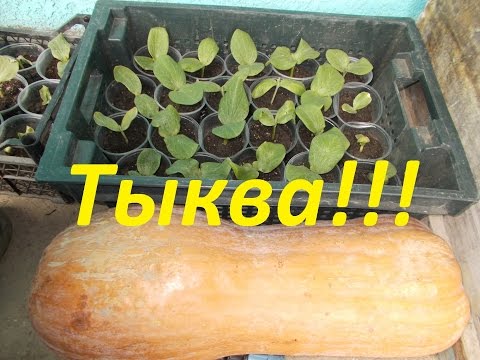 Видео: Как посадить тыкву??? Простой, но очень эффективный метод для получения урожая!!!