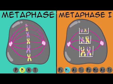 Видео: Митоз және Мейоз:САЛЫСТЫРУ
