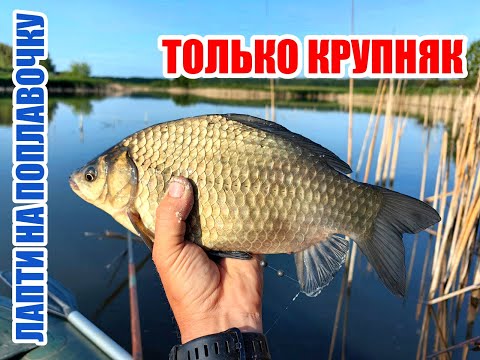 Видео: КАРАСИ ПОД КИЛОГРАММ!!! ЛОВЛЯ НА МАНКУ-БОЛТУШКУ