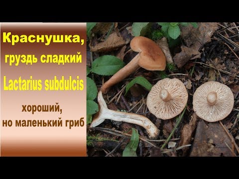 Видео: Груздь сладкий, Краснушка - Lactarius subdulcis.