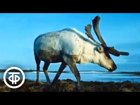 Видео: Олененок. Документальный фильм Юрия Ледина (1969)