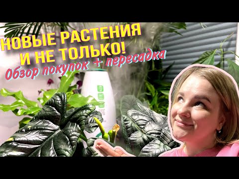 Видео: NEW‼️ У меня пополнение🙃🪴Алоказия мело и синуата, антуриум кларинервиум и папоротник асплениум🌿🌿