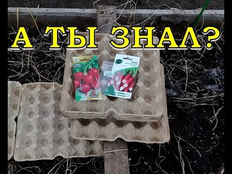 Видео: СУПЕР-СПОСОБ выращивания РЕДИСА в лотках из-под яиц!