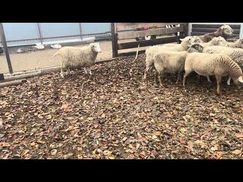 Видео: Катумские ярочки подросли