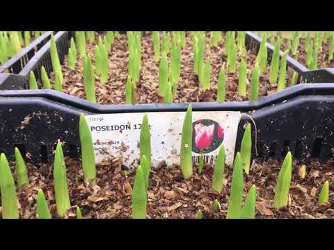 Видео: Выгонка тюльпанов на 8 Марта  25 января