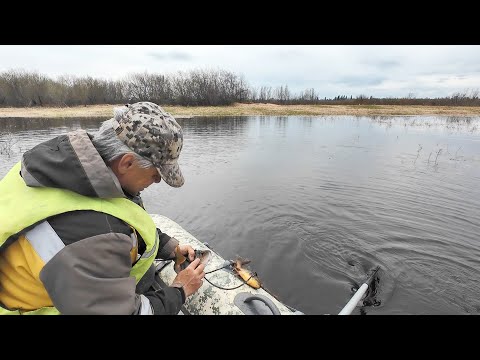 Видео: ПРОВЕРКА СЕТЕЙ НА ОЗЕРЕ. СНОВА ХОРОШИЙ УЛОВ НА СЕТИ ВЕСНОЙ. РЫБАЛКА НА СЕТИ В МАЕ.