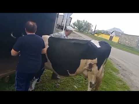 Видео: Теперь уже точно, сезон открыт 🥳🥳🥳