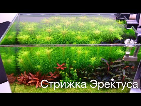 Видео: Стрижка Эректуса