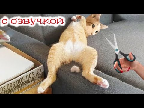 Видео: Приколы с котами! С ОЗВУЧКОЙ! Смешные коты с кошками! Смешные видео с животными!
