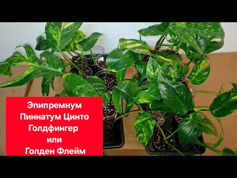 Видео: Эпипремнум Пиннатум Цинто Голдфингер или Голден Флейм. Самодельная опора (тотем). 17.11.2025г.